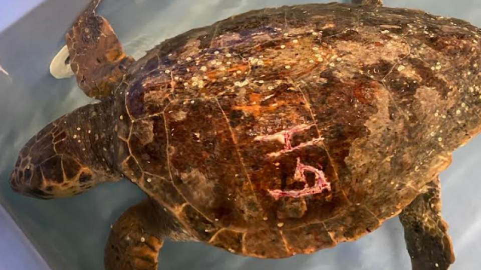 Guarita la tartaruga ferita dall'uomo, lunedì 17 luglio tornerà in mare