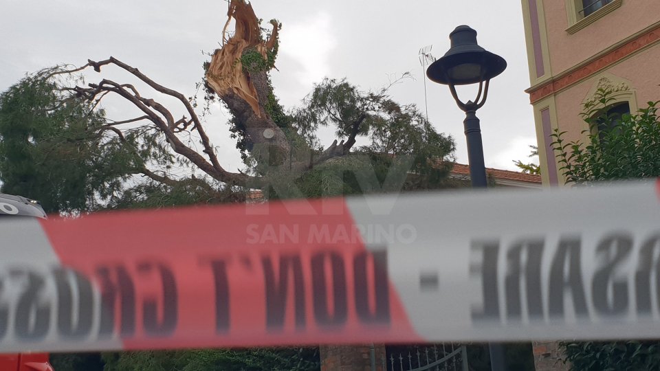 Vento fa cadere albero secolare in via Roma a Rimini: traffico in tilt [Fotogallery]
