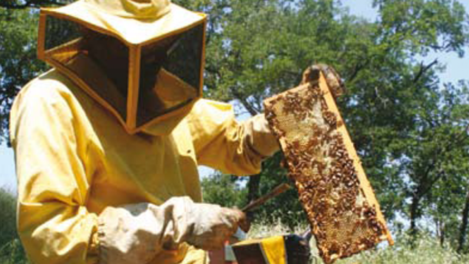 Divulgazione "programma corso di apicoltura"2024"