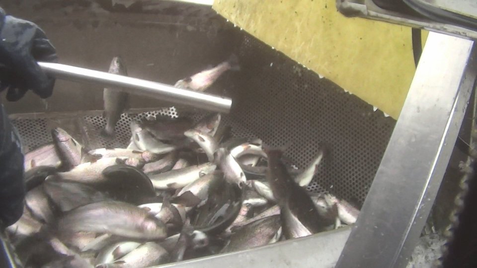 Acquacoltura intensiva insostenibile per gli animali acquatici piscicoltura violenta e irregolare negli allevamenti secondo la denuncia di Essere Animali ETS di Bologna
