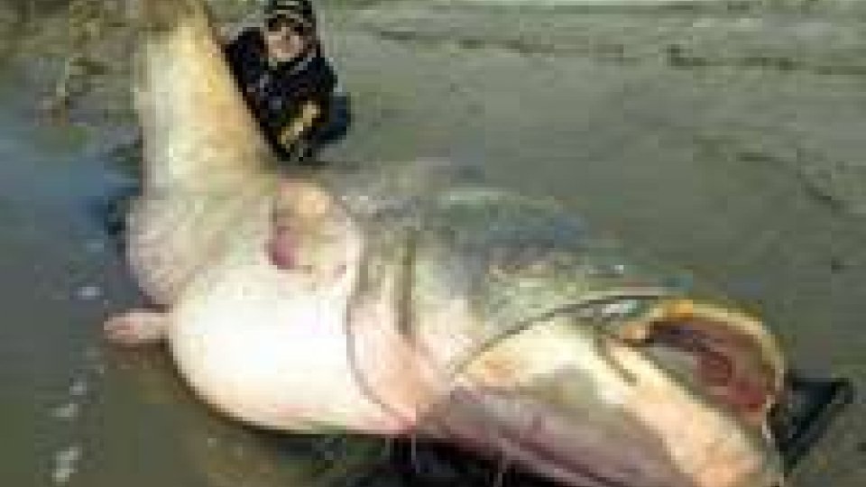 Pesce siluro gigante pescato nel fiume Po