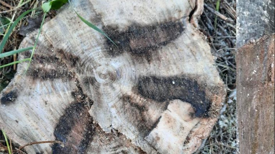 AASLP: alcuni alberi ultra trentennali sono stati avvelenati