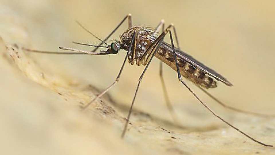 Allarme zanzare in Europa: crescono Dengue e West Nile, cosa sapere