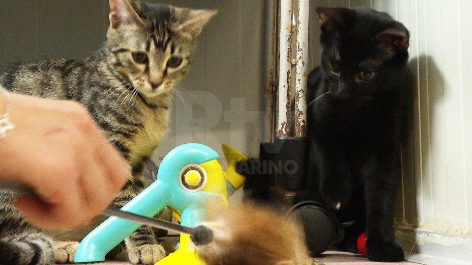 Dei gattini nel rifugio (foto archivio RTV)