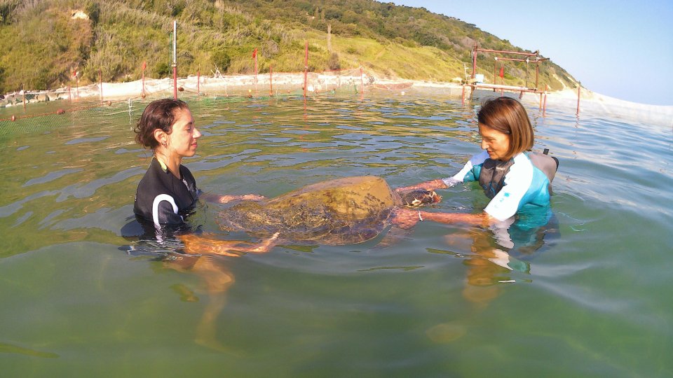 Fondazione Cetacea: "Giù le mani dalle tartarughe marine! Centri di Recupero e GREENWASHING: una brutta faccenda"