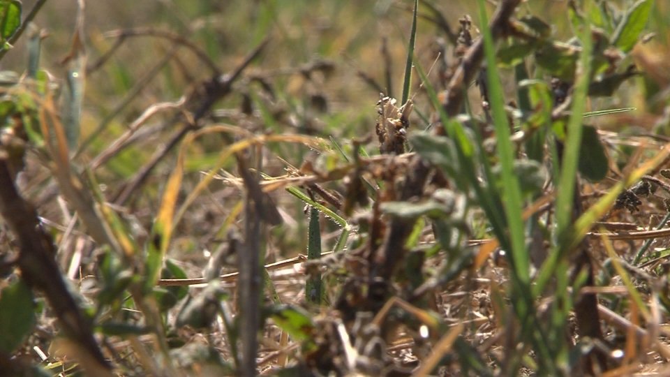 Nel video l'intervista a Davide Di Domenico, entomologo