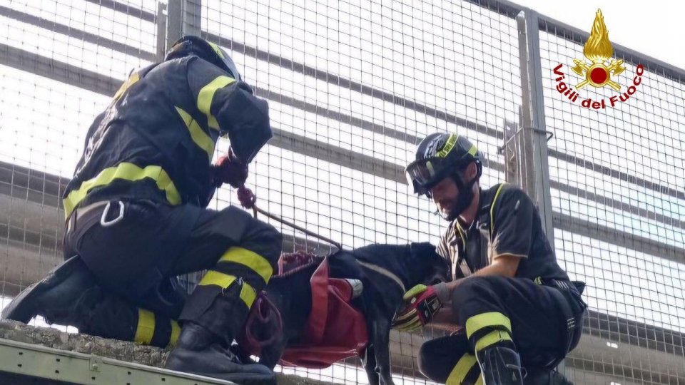 Vigili del fuoco salvano un cane rimasto bloccato sul ciglio del cavalcavia sulla E45