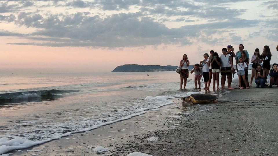 Comune di Riccione. Un’alba straordinaria con il rilascio in mare della tartaruga Arianna: sono già cento le prenotazioni