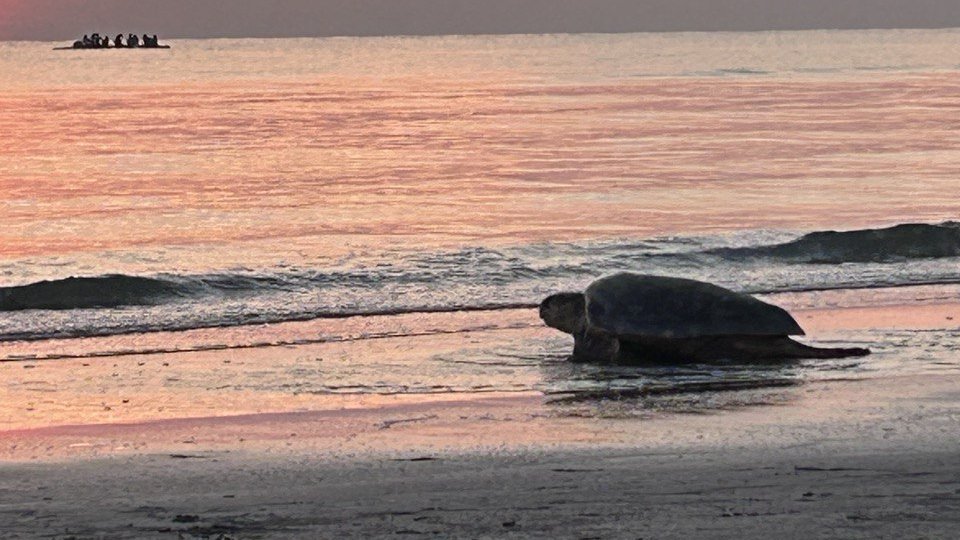 Riccione, rilasciata in mare la tartaruga Arianna: 200 persone in spiaggia ad assistere