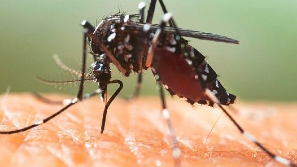 Oltre 100 casi di Dengue a Fano, Sindaco: "Curva dei contagi in calo"