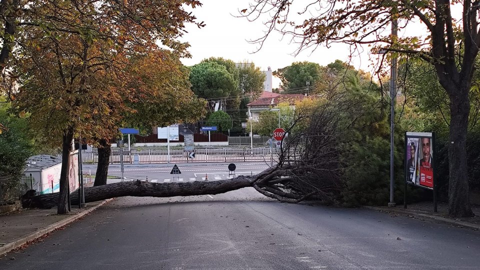 Riccione: cade sulla strada un grosso pino, nessun ferito