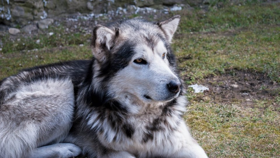 Un Alaskan Malamute (FOTO ARCHIVIO PXHERE)