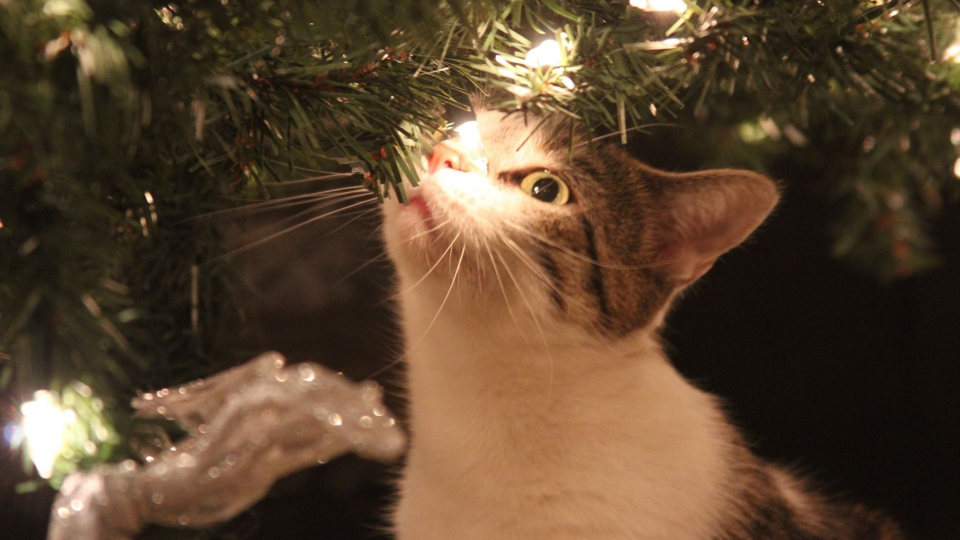 Come tenere il gatto lontano dall'albero di Natale?