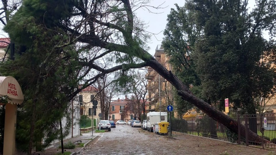 Pesaro: il pino del Parco Molaroni caduto su viale Pola (foto @ComuneDiPesaro)