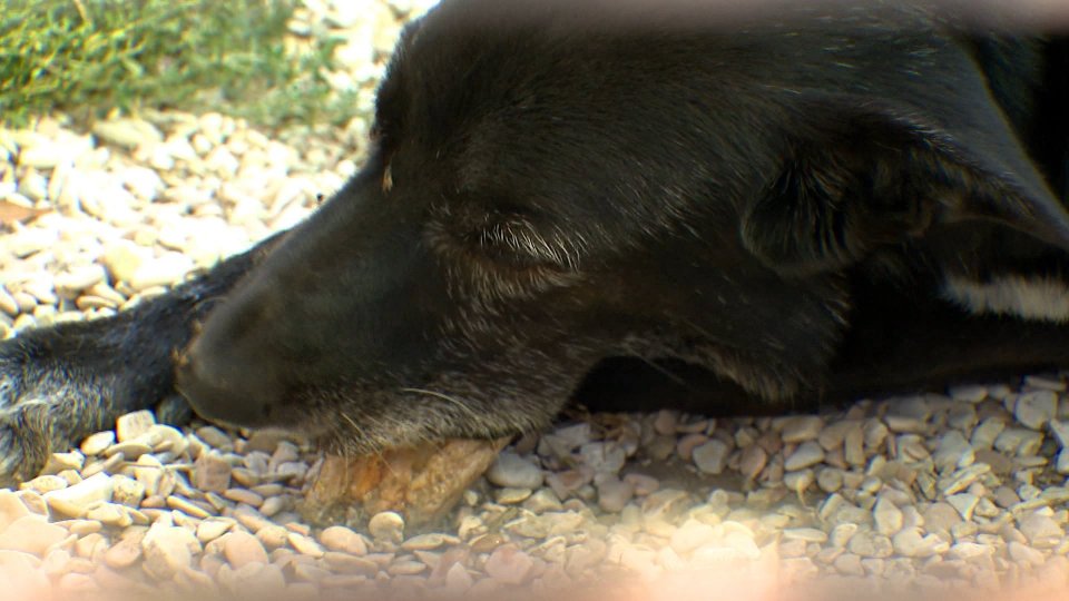 A Milano le ceneri degli animali domestici potranno essere sepolte con i padroni