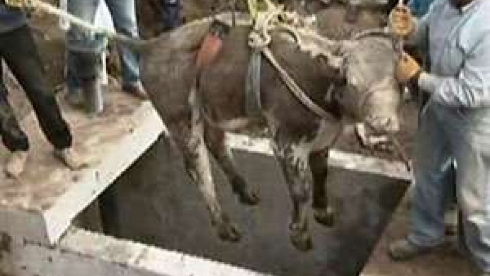 Cile. Salvato toro caduto in un pozzo