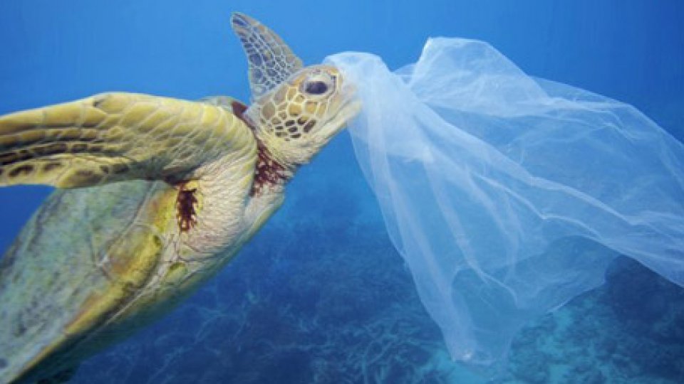 Plastica monouso, WWF: “Italia sia apripista”