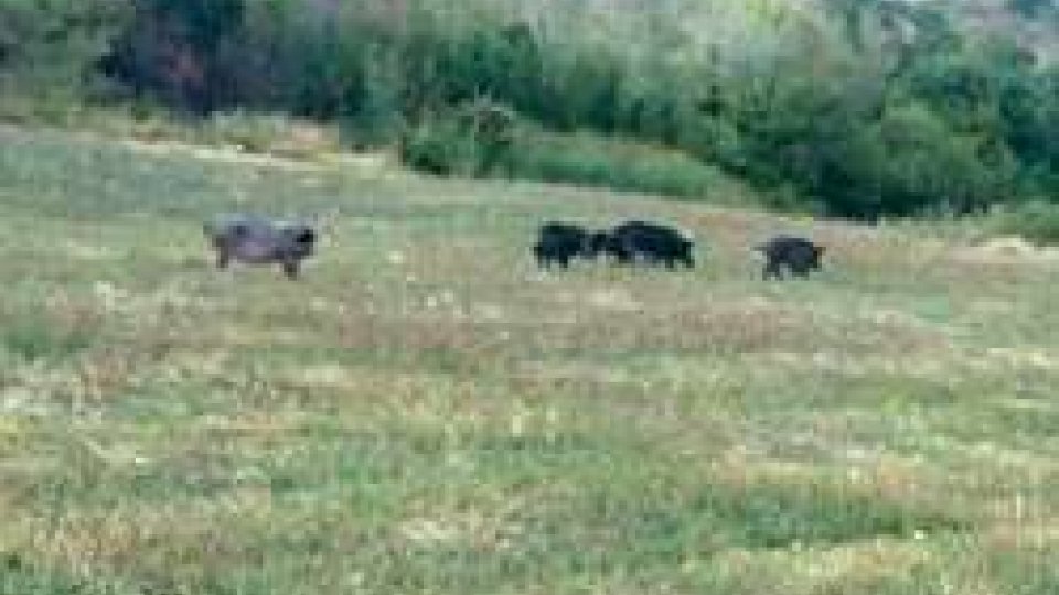 Fiorentino: i maiali scappati sono tornati, da soli, nel recinto