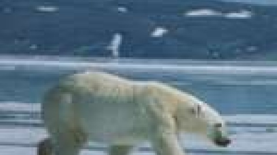 Orso polare uccide 17enne britannico