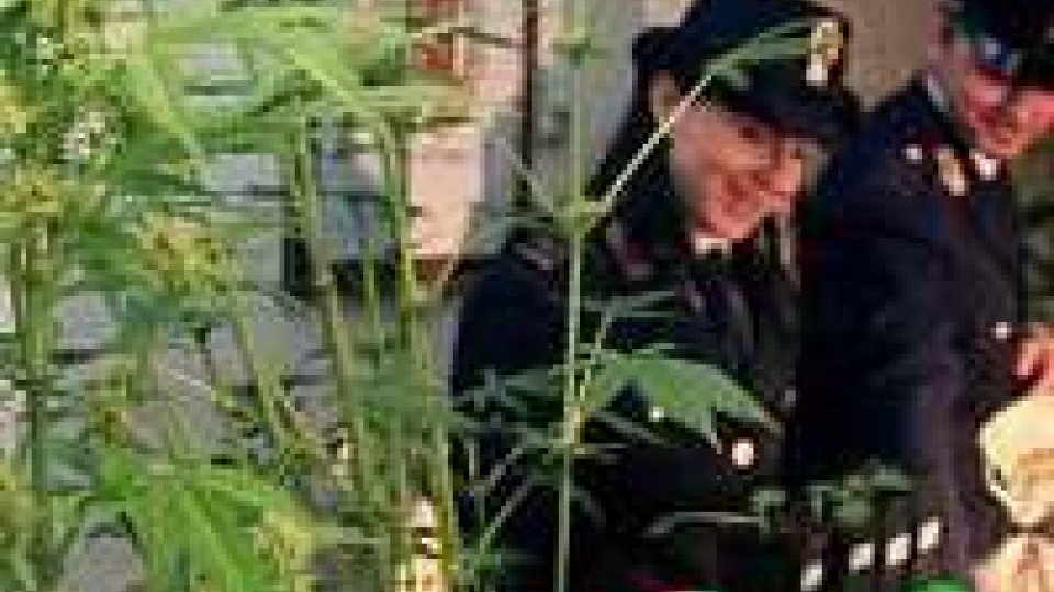 Sant'Elpidio: sequestrate piante di cannabis.