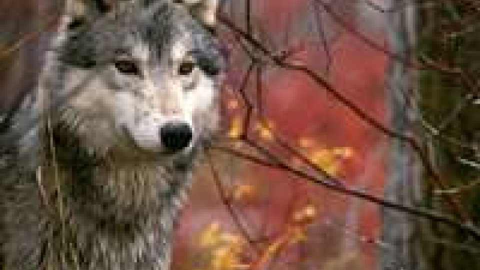 Emilia Romagna: stanziati 100mila euro per proteggere il bestiame dai lupi