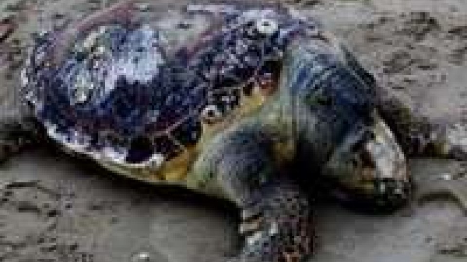 Fondazione Cetacea: sabato inaugura punto di recupero tartarughe