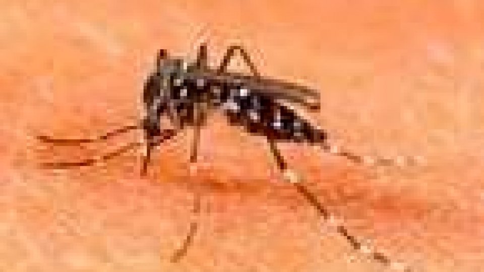 Lotta alla zanzara tigre: la soluzione di Misano