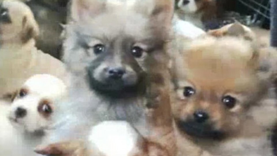 Il video della PoliziaPolizia di Rimini scopre tratta illegale di cuccioli dalla Slovacchia