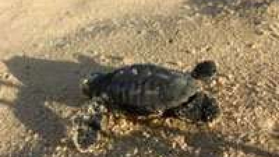 Salerno: nate 108 tartarughe sulla spiaggia di Acciaroli
