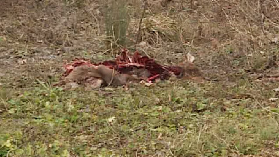 La carcassa del capriolo[VIDEO] Carcassa di Capriolo a Cailungo: o predato da lupi oppure dilaniato da cinghiali dopo investimento