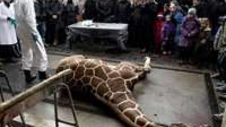 Parte catena web, mail chiedono giustizia per giraffa Marius