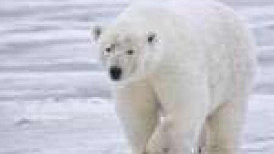 Orso polare: attacco mortale sulle isole Svalbard