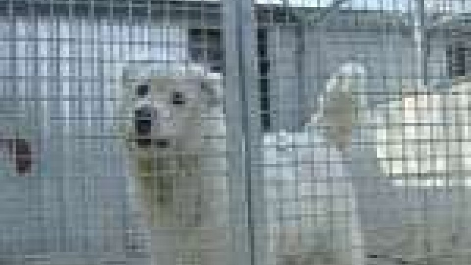 San Marino - Apas: "non c'è più controllo della popolazione canina"