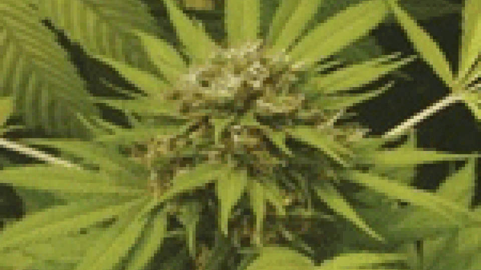 Trovata piantagione di marijuana lungo il Marecchia
