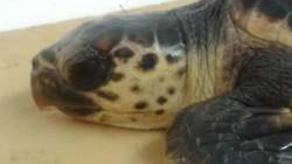 Riccione: il 23 agosto la tartaruga marina Stefano tornerà in acqua