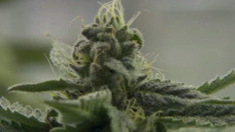 CannabisCannabis: esperti al lavoro per produrre una bozza in grado di colmare lacuna legislativa