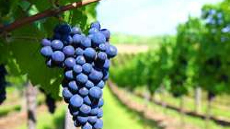 12 luglio 1963: istituita la denominazione di origine controllata per i vini (DOC)