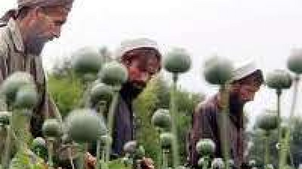 Afghanistan: estensioni record per coltivazioni oppio