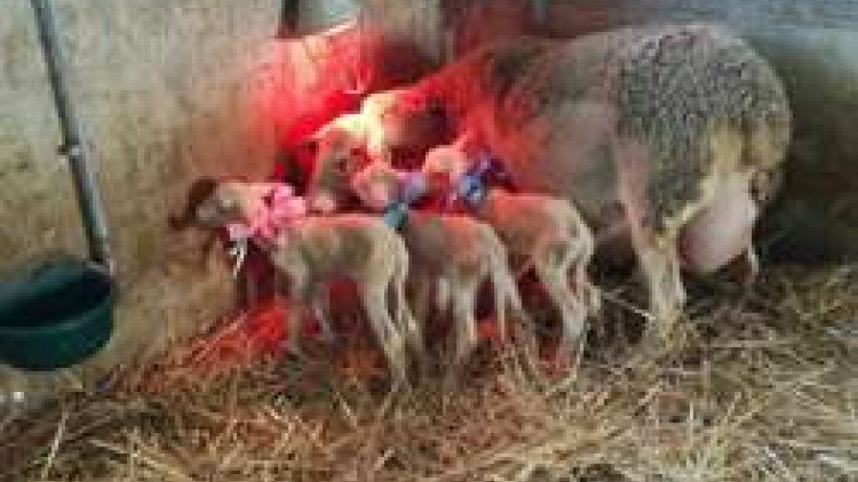 Animali: l'eccezionale parto trigemellare di una pecora presso azienda agricola sammarinese