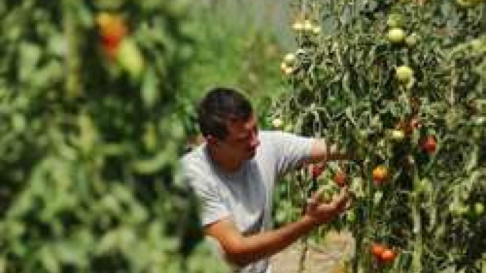 Aumentano gli occupati, Coldiretti: “L'agricoltura è il settore dove il lavoro cresce di più”