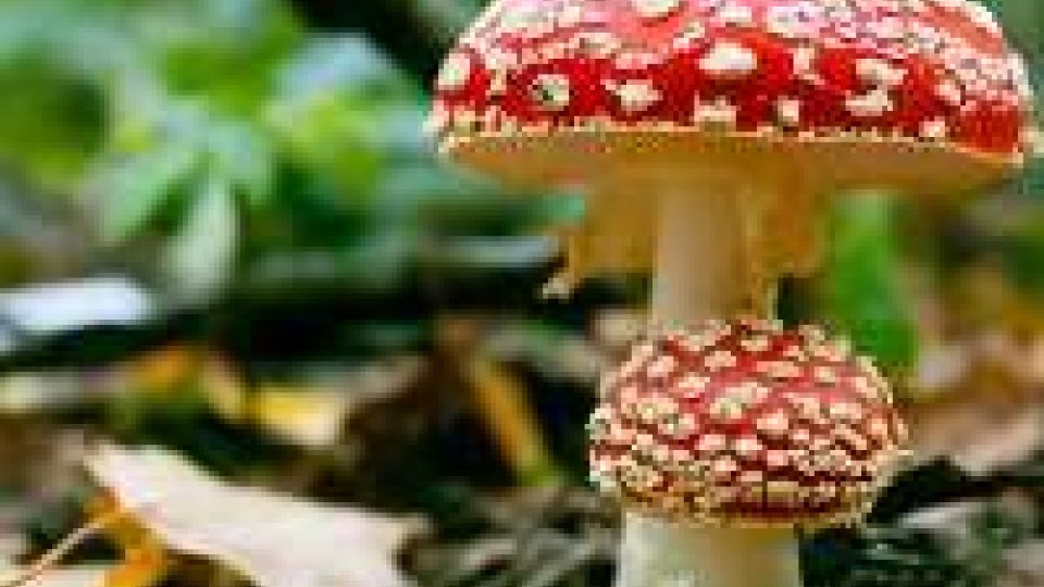 Intossicazione da funghi: 8 bimbi all'ospedale