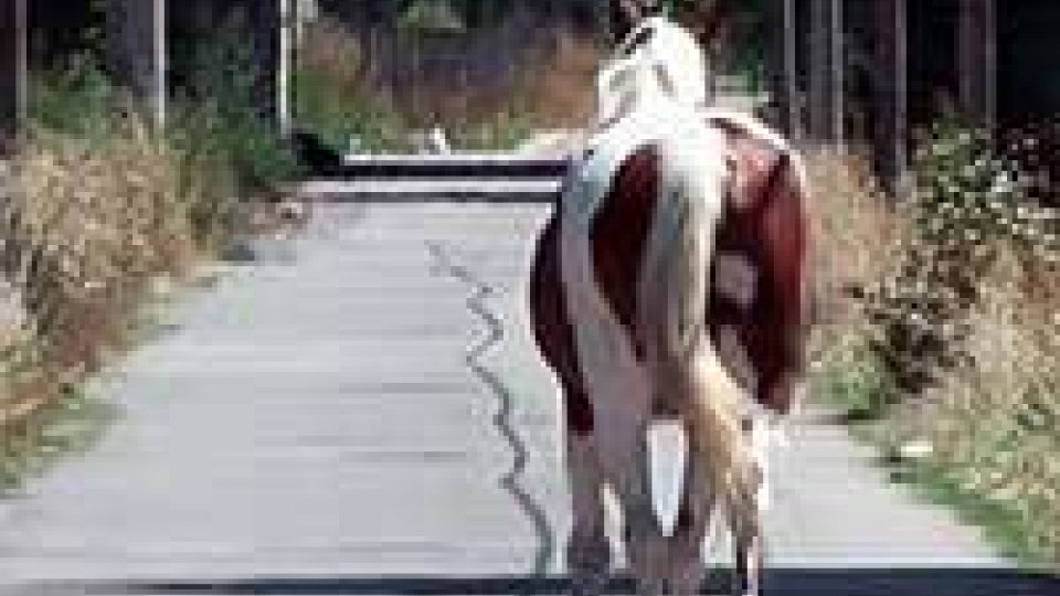 Novafeltria: cavallo fugge e provoca un incidente