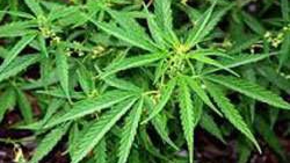 Droga: coppia di fidanzati arrestati per piante di marijuana