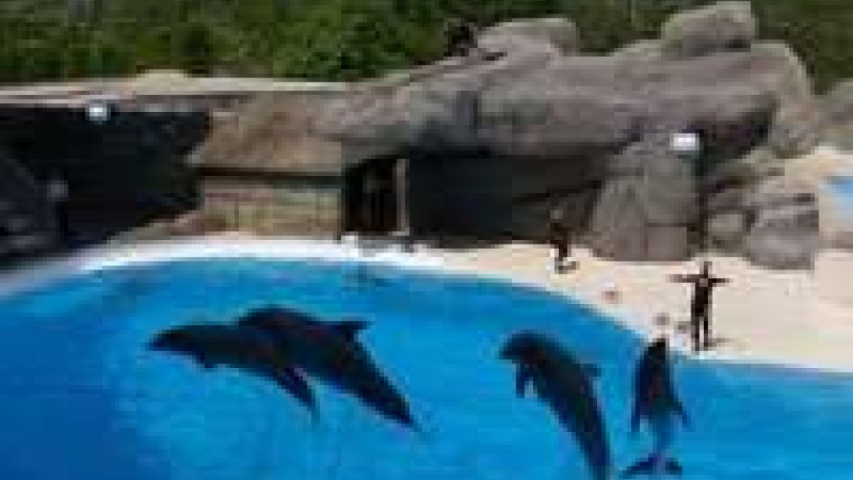 Svolta animalista per Gardaland, stop a spettacolo con i delfini