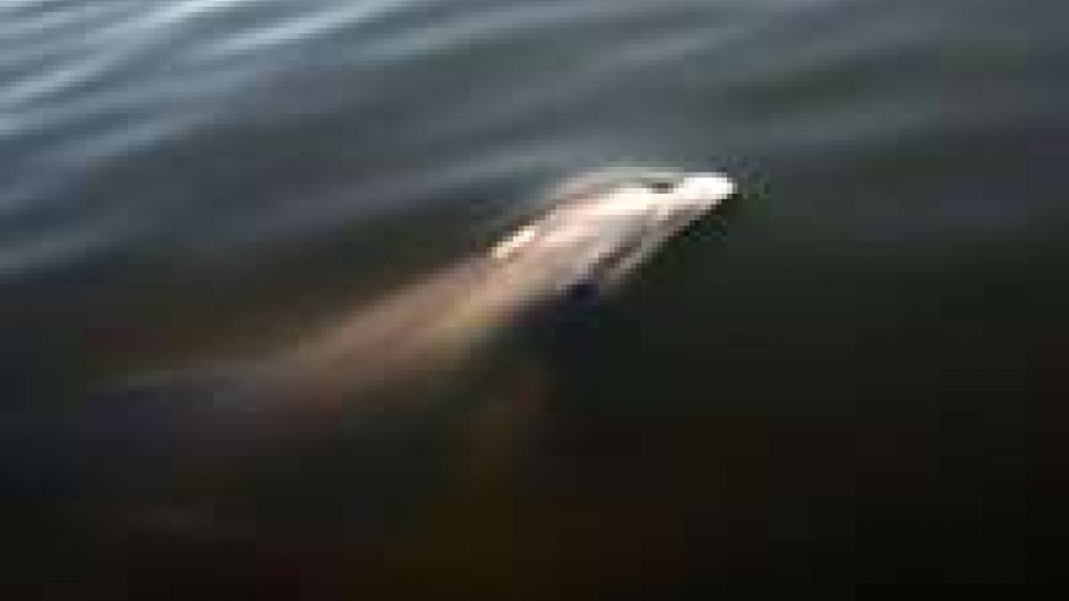 Marea nera: studio, ha colpito gravemente salute delfini