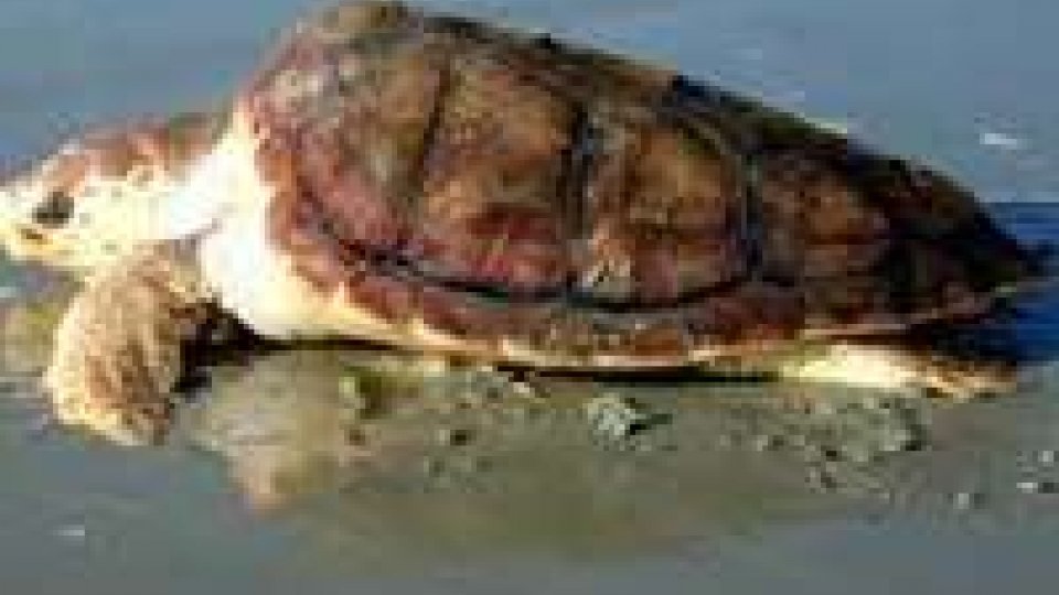Riccione. Rinvenuta una tartaruga di mare spiaggiata