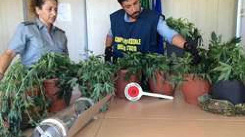Forestale scopre piante di Cannabis nella cantina di un riminese