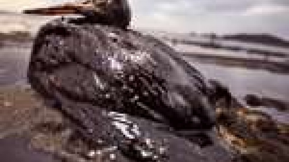 Marea nera: danni per almeno 50 anni per il WWF
