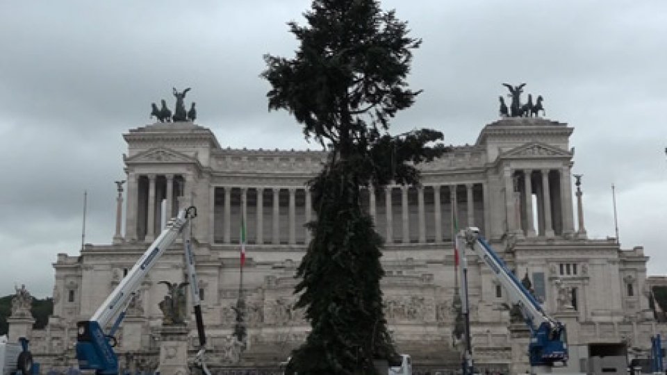 L'albero in piazza VeneziaDa Spelacchio a Spezzacchio, l'albero di Natale di Roma fa di nuovo discutere