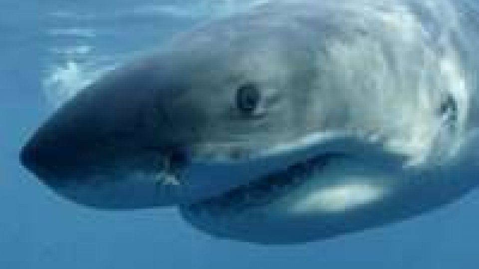 Australia: sub attaccato da uno squalo, è grave